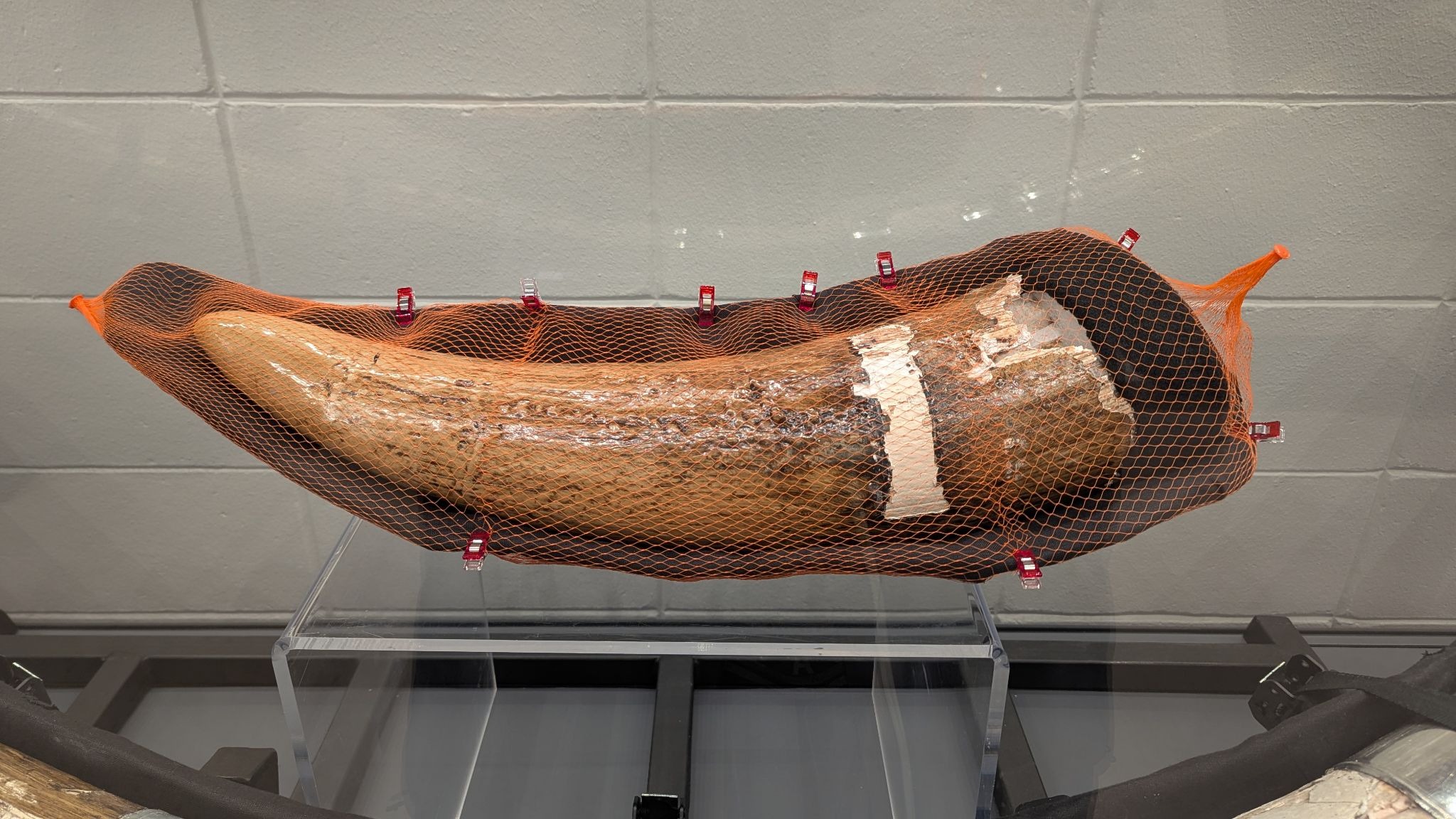 Preserved mastodon tusk specimen displayed on a stand, covered with protective mesh and secured with clips.