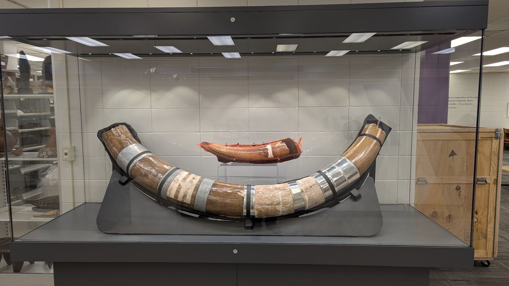Preserved mastodon tusk specimen displayed on a stand, covered with protective mesh and secured with clips.